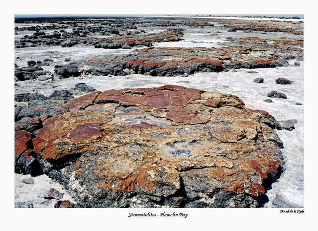 Stromatilites - Hamelin Bay